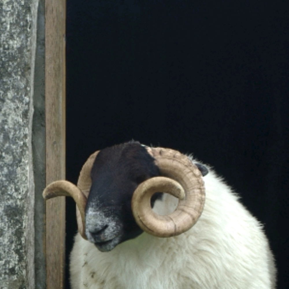 Meet your Posher, Harley